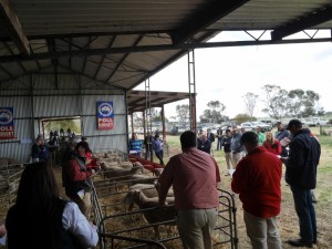 The ewes go under the hammer.