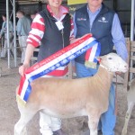 2015 Gawler Champion Ewe Newbold White Suffolk