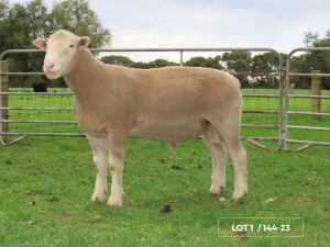 Lot 1 Newbold 144-23