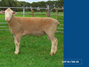 Lot 10 Newbold 155-23