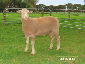 Lot 12 Newbold 62-23