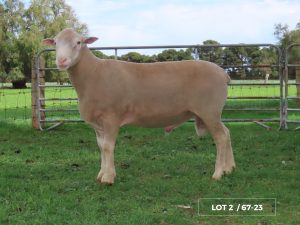 Lot 2 Newbold 67-23