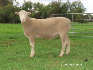 Lot 4 Newbold 128-23