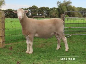 Lot 6 Newbold 96-23