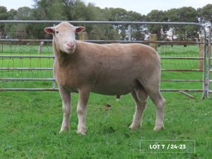 Lot 7 Newbold 24-23